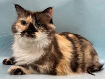 Maui -  Domestic Long Hair and Domestic Short Hair Cat for Adoption in Minneapolis, Minnesota - Maui | PetCurious