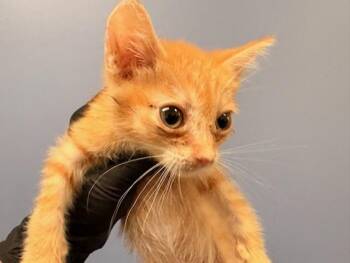 SPARTAN -  Domestic Short Hair Cat for Adoption in Tustin, California - SPARTAN | PetCurious