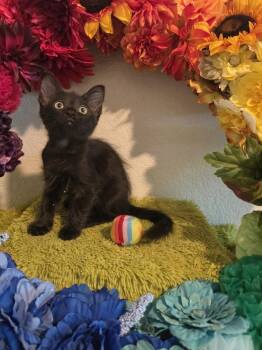 Spaghetti Spoon -  Bombay Cat for Adoption in Austin, Texas - Spaghetti Spoon | PetCurious