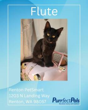 Flute (Pink) -  Domestic Medium Hair Cat for Adoption in Arlington, Washington - Flute (Pink) | PetCurious