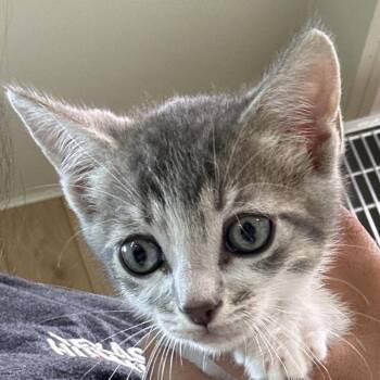 Sir Pentious -  Domestic Short Hair Cat for Adoption in Leander, Texas - Sir Pentious | PetCurious