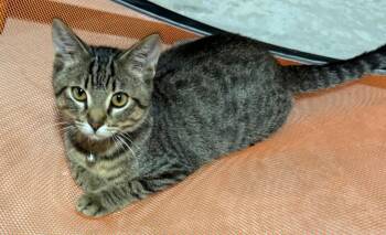 Spunky Jack -  Domestic Short Hair Cat for Adoption in Mokena, Illinois - Spunky Jack | PetCurious