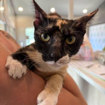 Persimmon -  Domestic Short Hair Cat for Adoption in Louisville, Kentucky - Persimmon | PetCurious