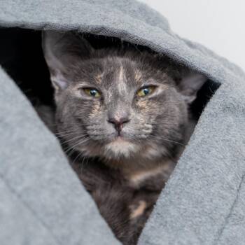 Domestic Short Hair Cats Available for Adoption - Amber | PetCurious