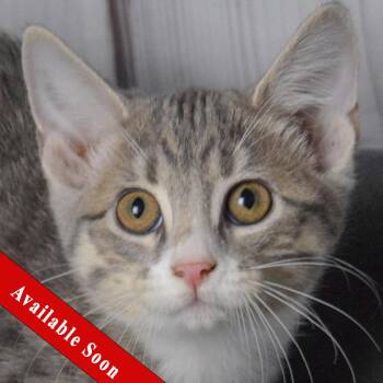 Rescue Tabby and Domestic Short Hair Cats for Adoption in Huntley, Illinois - Mando | PetCurious