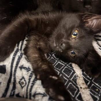 Strawberry -  Domestic Short Hair Cat for Adoption in Belleville, Illinois - Strawberry | PetCurious