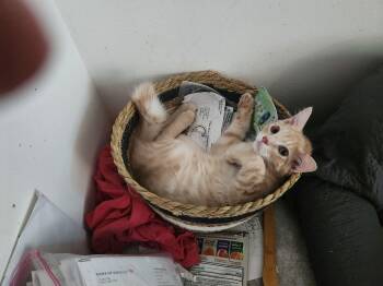 Rescue American Shorthair Cats for Adoption in Buena Park, California - Monty | PetCurious