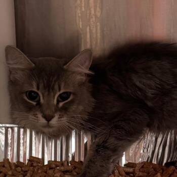 Domestic Long Hair Cats Available for Adoption in Salt Lake City, Utah - Cotton Candy | PetCurious