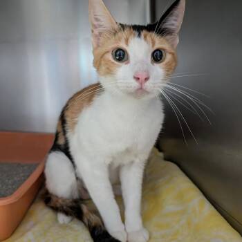 Domestic Short Hair Cats Available for Adoption in Leander, Texas - Duchess | PetCurious