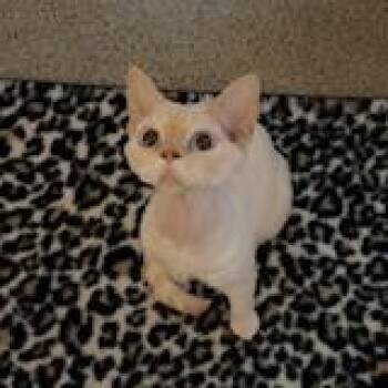 Alastair Rupert Gatsby -  Devon Rex Cat for Adoption in Washougal, Washington - Alastair Rupert Gatsby | PetCurious