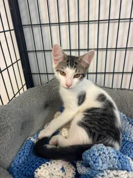 Cedar -  Domestic Short Hair Cat for Adoption in Lock Haven, Pennsylvania - Cedar | PetCurious