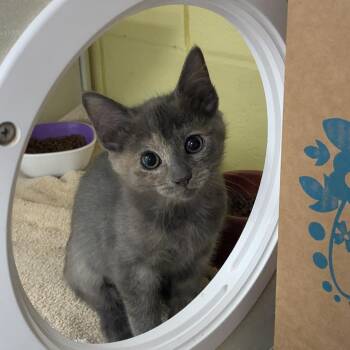Domestic Short Hair Cats Available for Adoption - Rachel | PetCurious