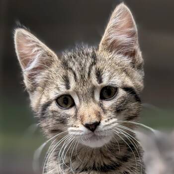 Domestic Short Hair Cats Available for Adoption in Jefferson, Wisconsin - Bellagio - Reduced Fee! | PetCurious