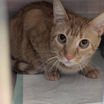 Chips -  Domestic Short Hair Cat for Adoption in Sand Springs, Oklahoma - Chips | PetCurious