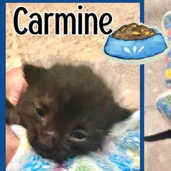 Carmine -  Domestic Short Hair Cat for Adoption in Tampa, Florida - Carmine | PetCurious