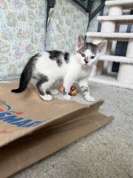 Louie -  Domestic Short Hair Cat for Adoption in Parker, Colorado - Louie | PetCurious