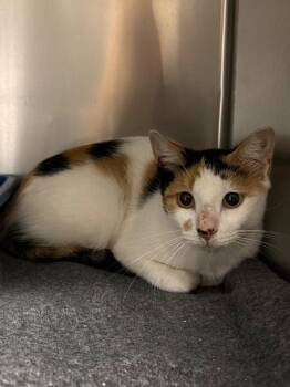 Delta Dawn -  Domestic Short Hair Cat for Adoption in Ocala, Florida - Delta Dawn | PetCurious
