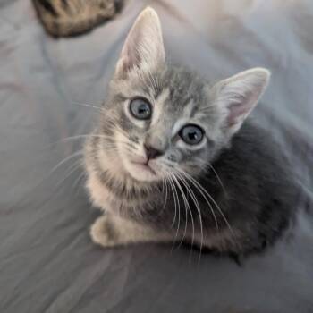 Moon, Mochi, Miso, Wybie, Caroline -  Domestic Short Hair Cat for Adoption in Baytown, Texas - Moon, Mochi, Miso, Wybie, Caroline | PetCurious