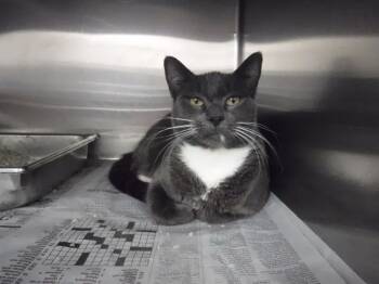 Rescue Domestic Short Hair Cats for Adoption in Oroville, California - ASHLEY | PetCurious