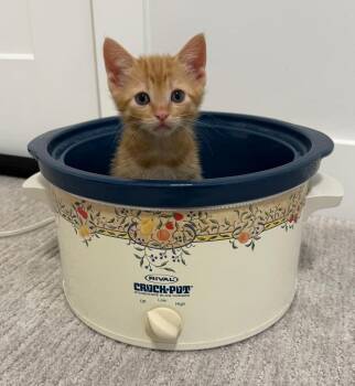 Domestic Short Hair Cats Available for Adoption in Calgary, Alberta - Ratatouille | PetCurious