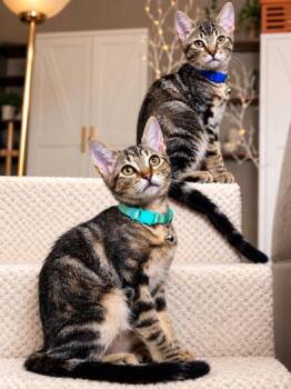 Clementine -  Domestic Short Hair Cat for Adoption in Liverpool, Texas - Clementine | PetCurious