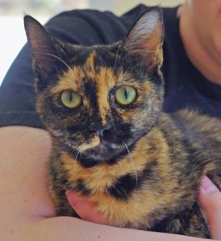 Rescue Tortoiseshell Cats for Adoption in Sautee Nacoochee, Georgia - Daisy | PetCurious