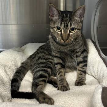 Bunnie -  Domestic Short Hair Cat for Adoption in Corpus Christi, Texas - Bunnie | PetCurious