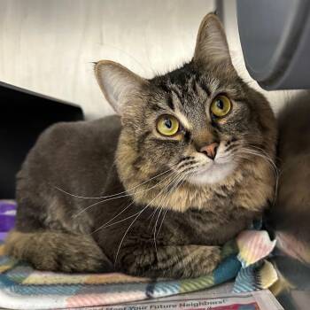Lalu -  Domestic Long Hair Cat for Adoption in Chicago, Illinois - Lalu | PetCurious