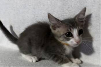 Elvis -  Domestic Short Hair Cat for Adoption in Liverpool, Texas - Elvis | PetCurious
