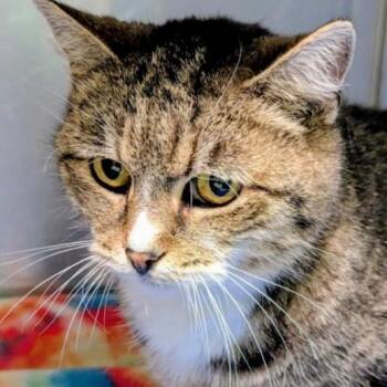 American Shorthair and Tabby Cats Available for Adoption in Valley Falls, Kansas - Tinker Bell | PetCurious