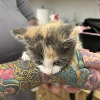 Domestic Short Hair Cats Available for Adoption in Houston, Texas - Zari | PetCurious