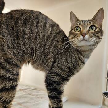 Calliope -  Domestic Short Hair Cat Available for Adoption in Harrisonburg, Virginia - Calliope | PetCurious