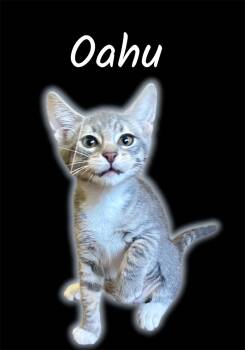 Oahu -  Domestic Short Hair Cat for Adoption in Auburn, California - Oahu | PetCurious