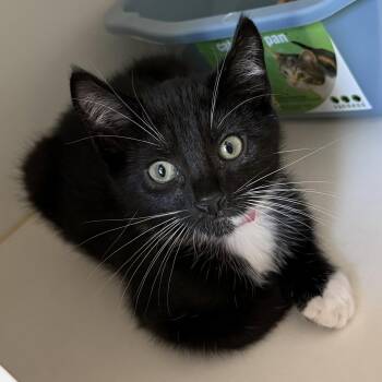 Riff -  Domestic Short Hair Cat for Adoption in Oakland, California - Riff | PetCurious