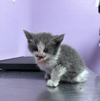 Rescue Domestic Medium Hair Cats for Adoption in El Paso, Texas - 59800644 | PetCurious