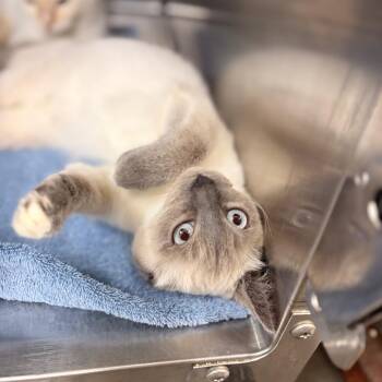 Gucci -  Domestic Short Hair Cat for Adoption in Spokane, Washington - Gucci | PetCurious