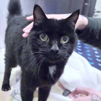 Gabby -  Domestic Short Hair Cat for Adoption in Providence, Rhode Island - Gabby | PetCurious