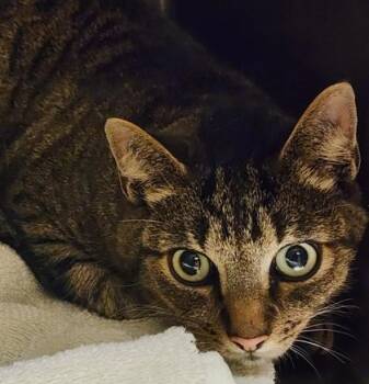 Zelda and Link -  Domestic Short Hair Cat for Adoption in Bellingham, Washington - Zelda And Link | PetCurious