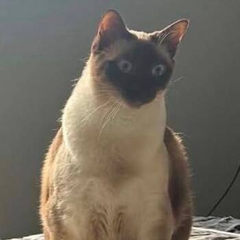 Lily Sinclair -  Domestic Short Hair Cat for Adoption in Woodbury, New Jersey - Lily Sinclair | PetCurious