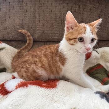 Chance -  Domestic Short Hair Cat for Adoption in Columbia, Missouri - Chance | PetCurious