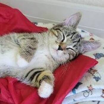 Levi -  Domestic Short Hair Cat for Adoption in Liverpool, Texas - Levi | PetCurious