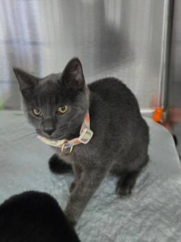 Curry -  Domestic Short Hair Cat for Adoption in Mount Vernon, Ohio - Curry | PetCurious