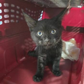 Cindy -  Domestic Short Hair Cat for Adoption in Newark, New Jersey - Cindy | PetCurious