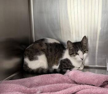 SCRUMP -  Domestic Short Hair Cat for Adoption in Pasadena, Texas - SCRUMP | PetCurious