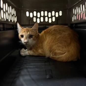 Skoda -  Domestic Short Hair Cat for Adoption in League City, Texas - Skoda | PetCurious