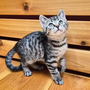 Mabel -  Domestic Short Hair and Mixed Breed Cat Available for Adoption in Woodstock, Illinois - Mabel | PetCurious
