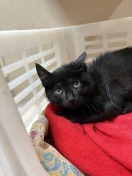 93240a Pepe -  Domestic Short Hair Cat for Adoption in North Charleston, South Carolina - 93240a Pepe | PetCurious