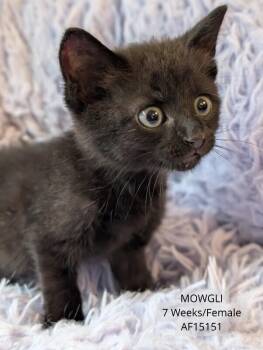 Mowgli -  Domestic Short Hair Cat for Adoption - Mowgli | PetCurious