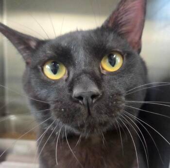 Grim -  Domestic Short Hair Cat for Adoption in Youngtown, Arizona - Grim | PetCurious