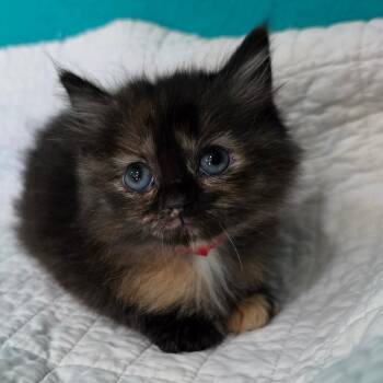 Domestic Long Hair Cats Available for Adoption in Jefferson City, Tennessee - Sue Storm | PetCurious